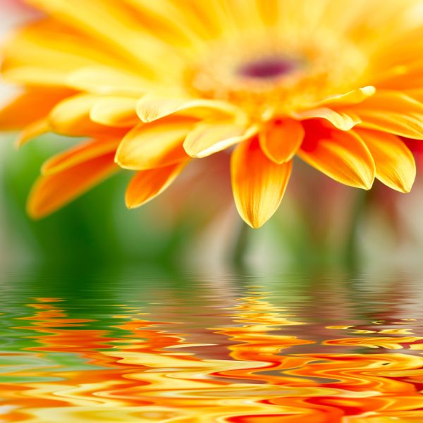 Фреска Оранжевый цветок над водой