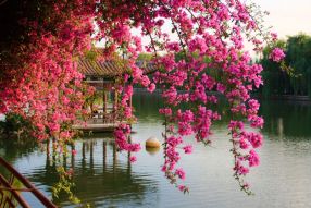 Фреска Беседка на озере за розовой сакурой