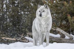 Фотообои волк в серых тонах