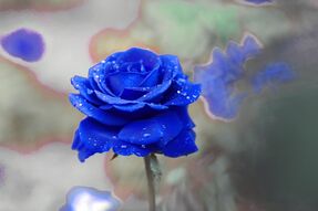 Фреска Большая синяя роза с росой на лепестках